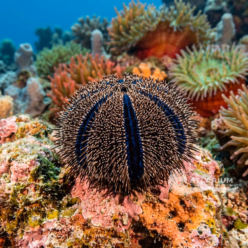 Riccio smoking (Mespilia globulus)