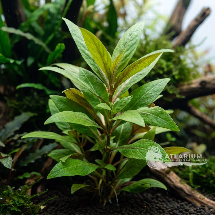 Alternanthera reineckii 'Grün' ('Green') (Alternanthera reineckii 'Grün' ('Green'))
