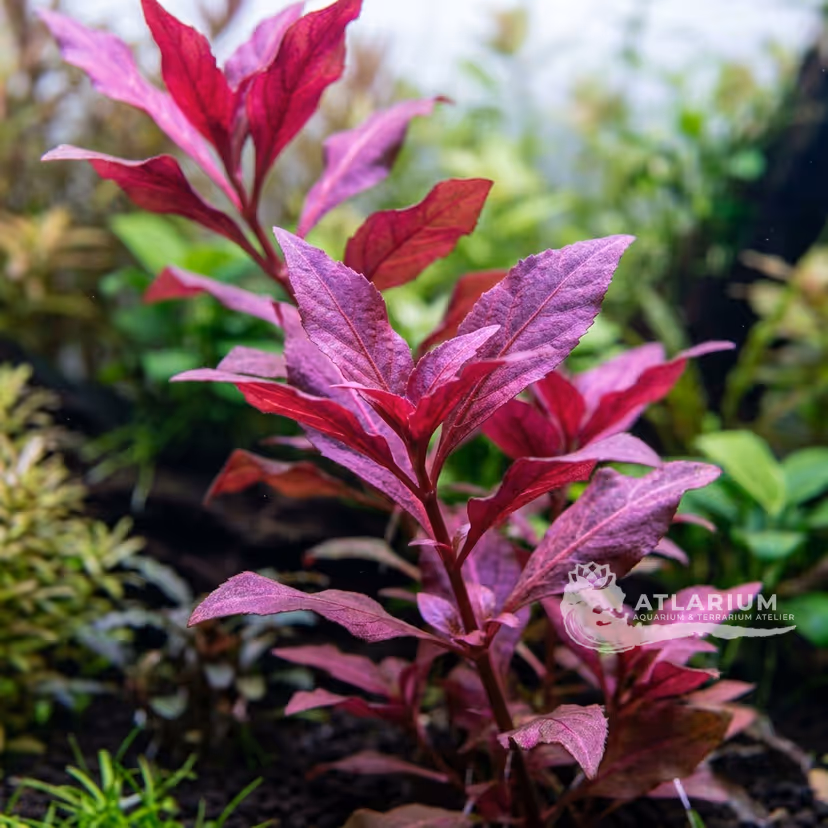 Alternanthera reineckii "Lilacina" (Alternanthera reineckii "Lilacina")