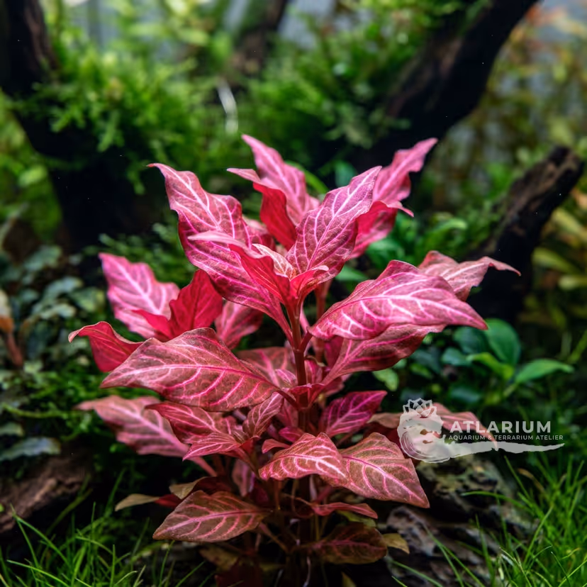 Alternanthera reineckii 'Rosanervig' (Alternanthera reineckii 'Rosanervig')