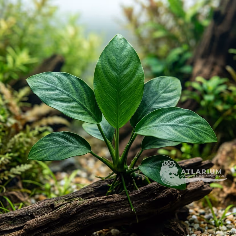 Anubias minima