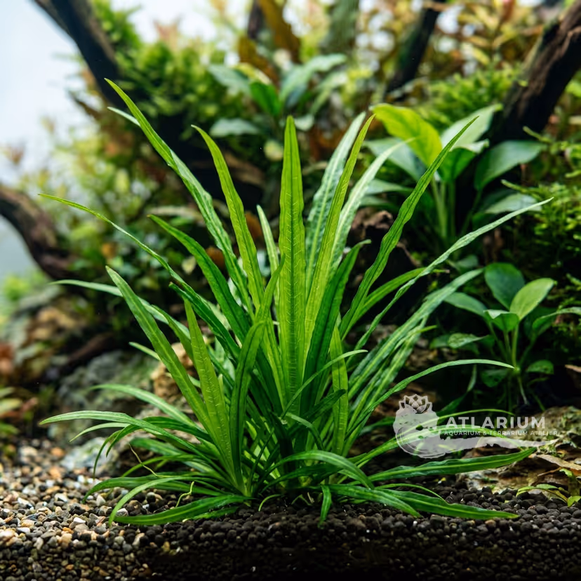 Blyxa aubertii (Blyxa aubertii)