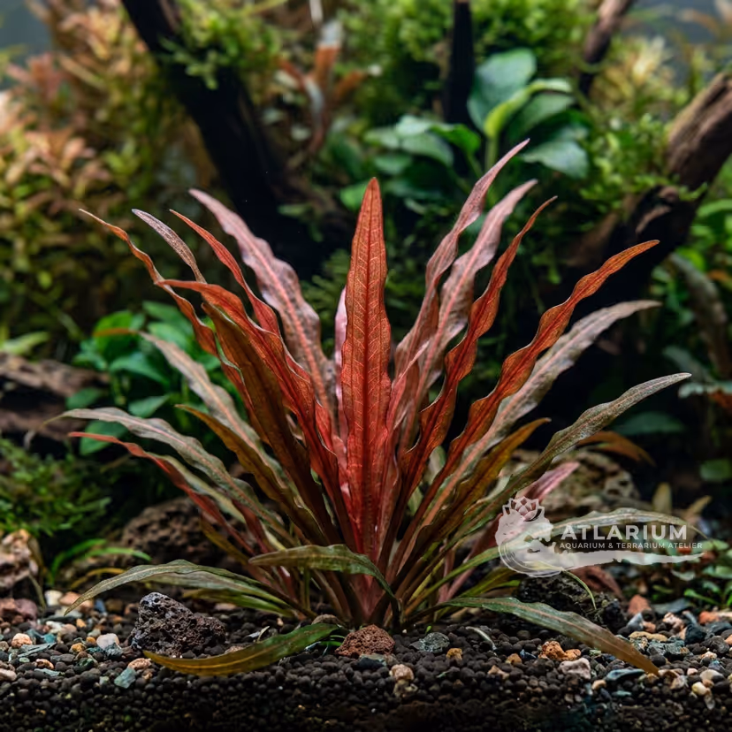 Blyxa aubertii "Red" (Blyxa aubertii "Red")