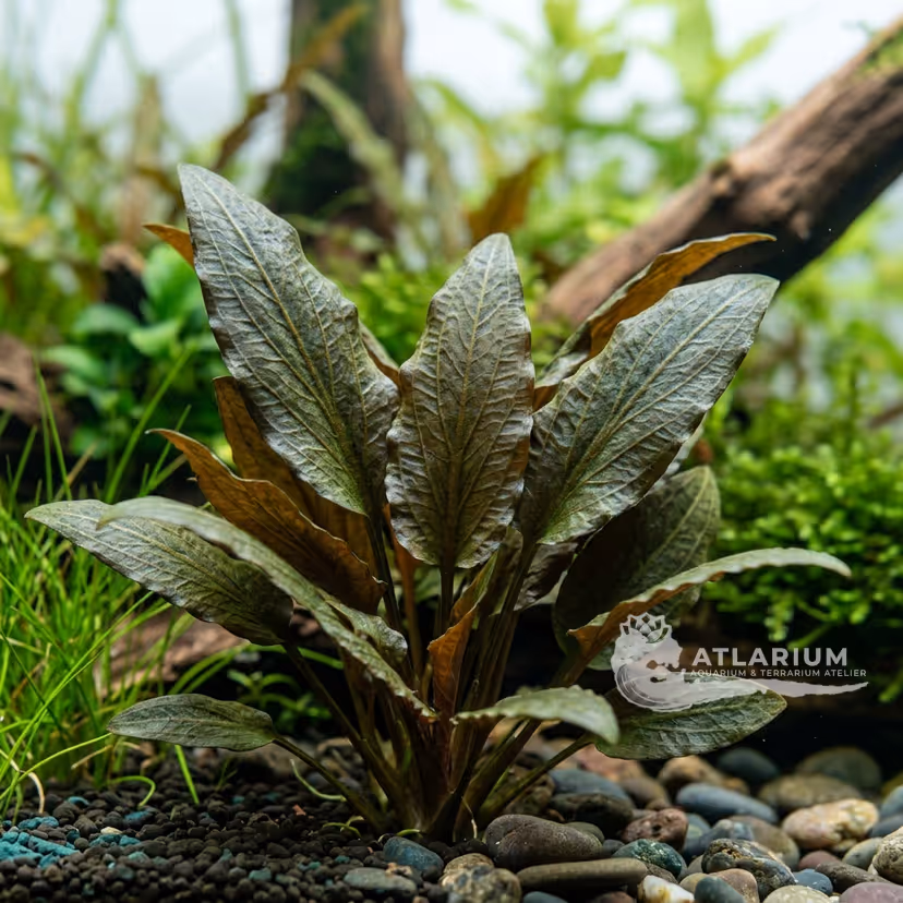 Cryptocoryne blassii (Cryptocoryne blassii)