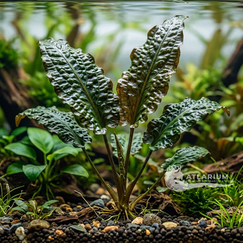 Cryptocoryne hudoroi (Cryptocoryne hudoroi)