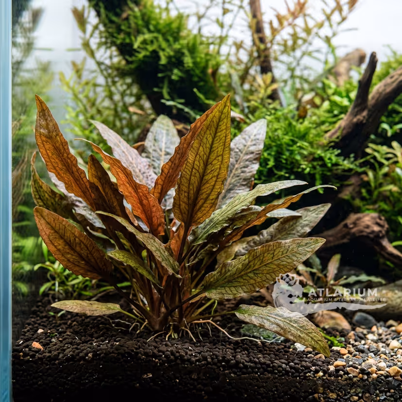 Cryptocoryne legroi (Cryptocoryne legroi)