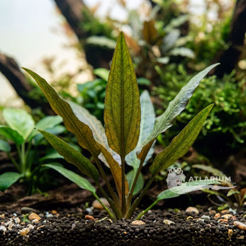 Cryptocoryne longicauda (Cryptocoryne longicauda)