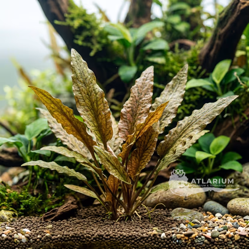 Cryptocoryne × purpurea (Cryptocoryne × purpurea)