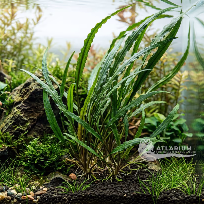 Cryptocoryne spiralis var. spiralis (Cryptocoryne spiralis var. spiralis)