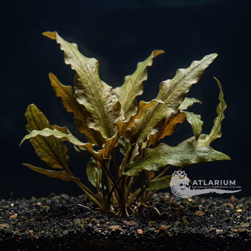 Cryptocoryne undulata 'Broad Leaves' (Cryptocoryne undulata 'Broad Leaves')