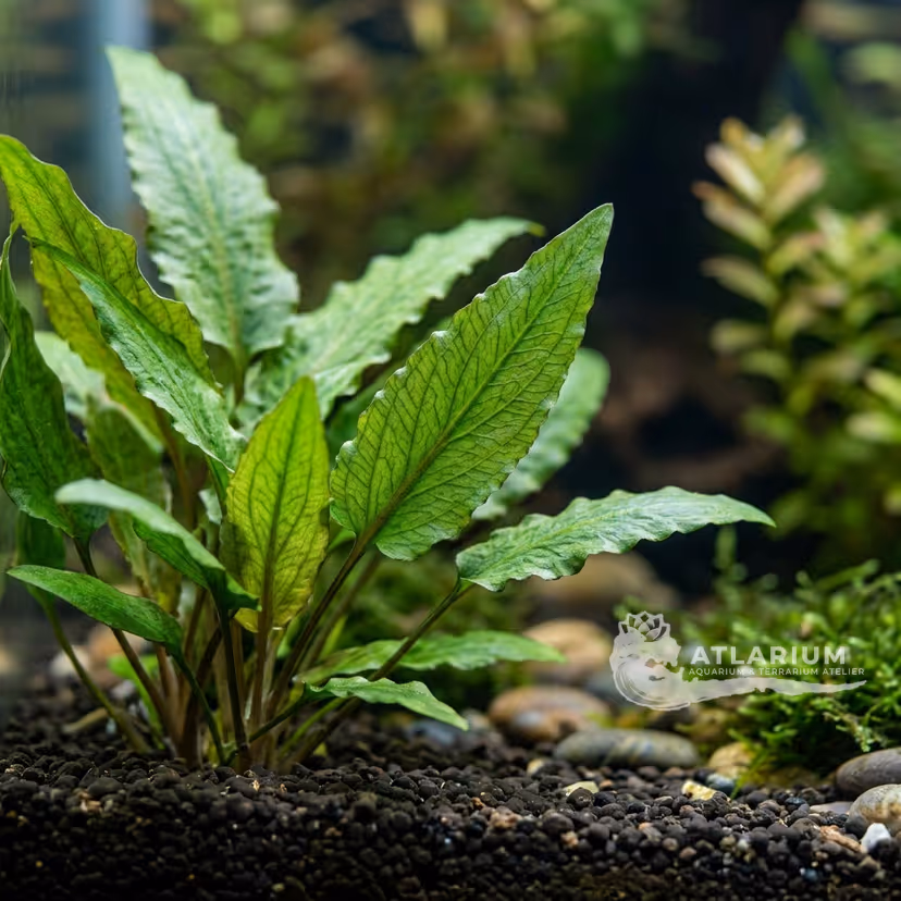 Cryptocoryne wendtii ''grün'' (Cryptocoryne wendtii ''grün'')