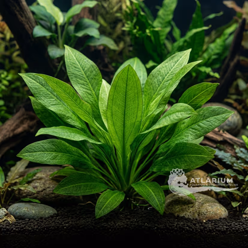 Echinodorus bleherae (E. bleheri)