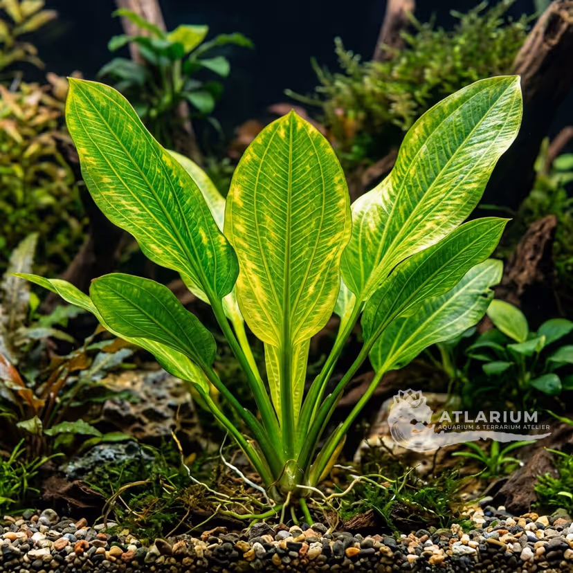 Echinodorus grandiflorus ssp. aureus