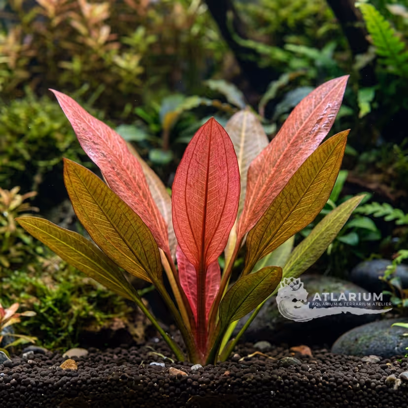 Echinodorus 'Harbich Rot' (Echinodorus 'Harbich Rot')