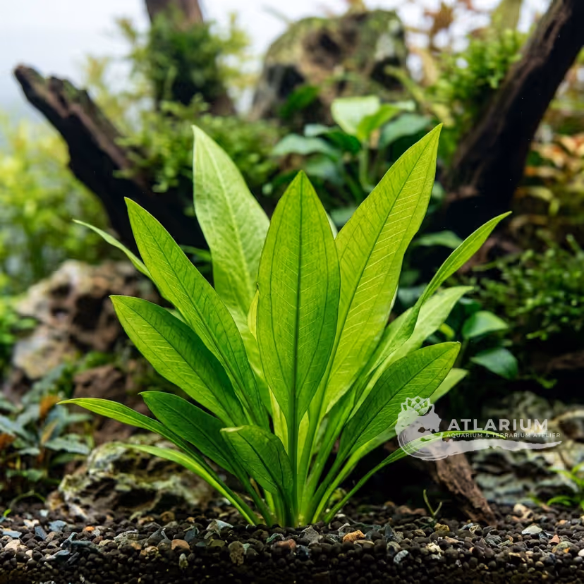 Echinodorus palaefolius