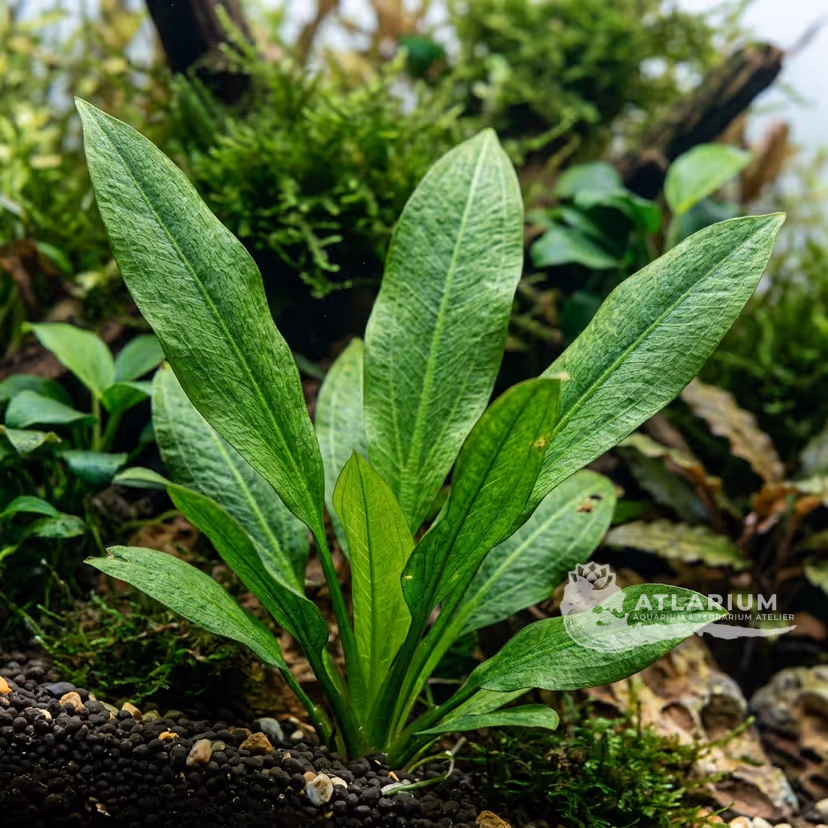 Echinodorus parviflorus 'Tropica'