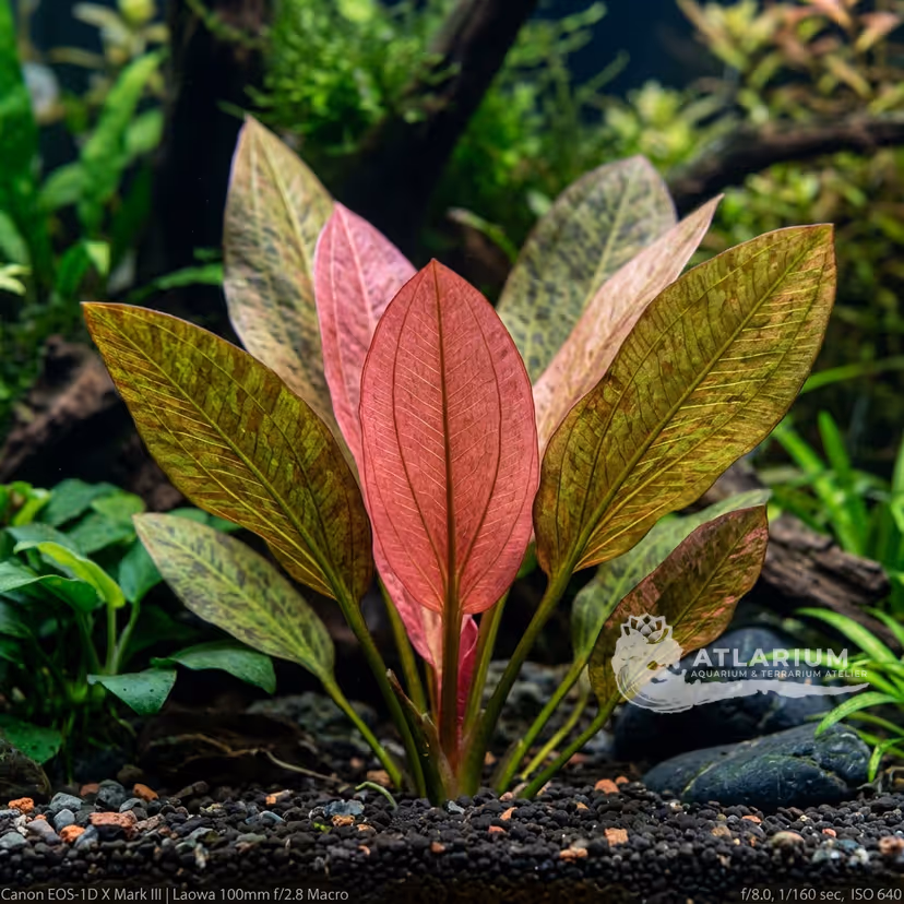 Echinodorus 'Rosé'