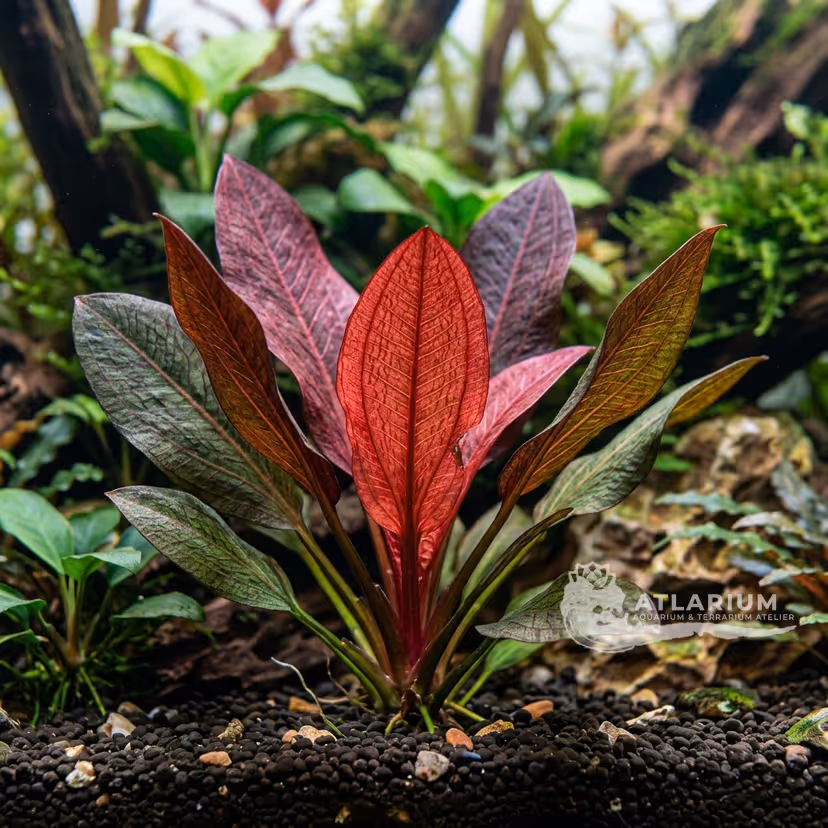 Echinodorus 'Rote Zora'