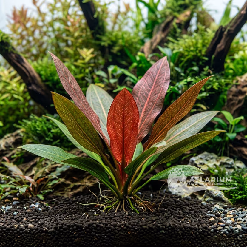 Echinodorus 'Roter Oktober'