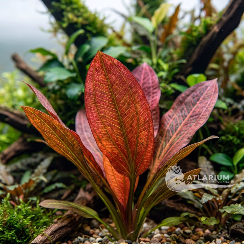 Echinodorus 'Roter Pirat'