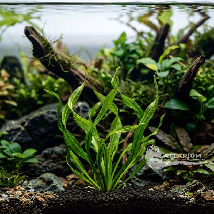 Echinodorus 'Vesuvius'