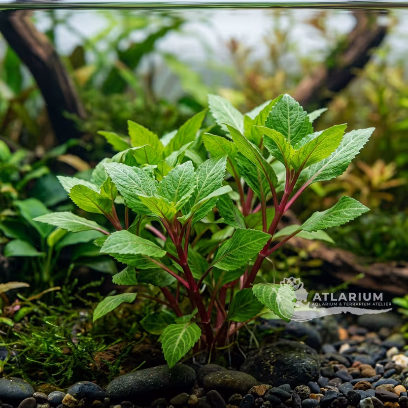 Eichhornia azurea (red-stemmed form) (Eichhornia azurea (rotstängelige Form))