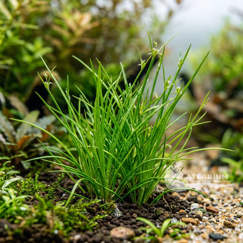 Eleocharis vivipara