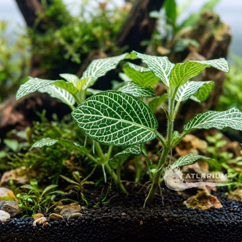 Fittonia verschaffeltii 'Argyroneura' (Fittonia verschaffeltii 'Argyroneura' (F. "argyronauta"))