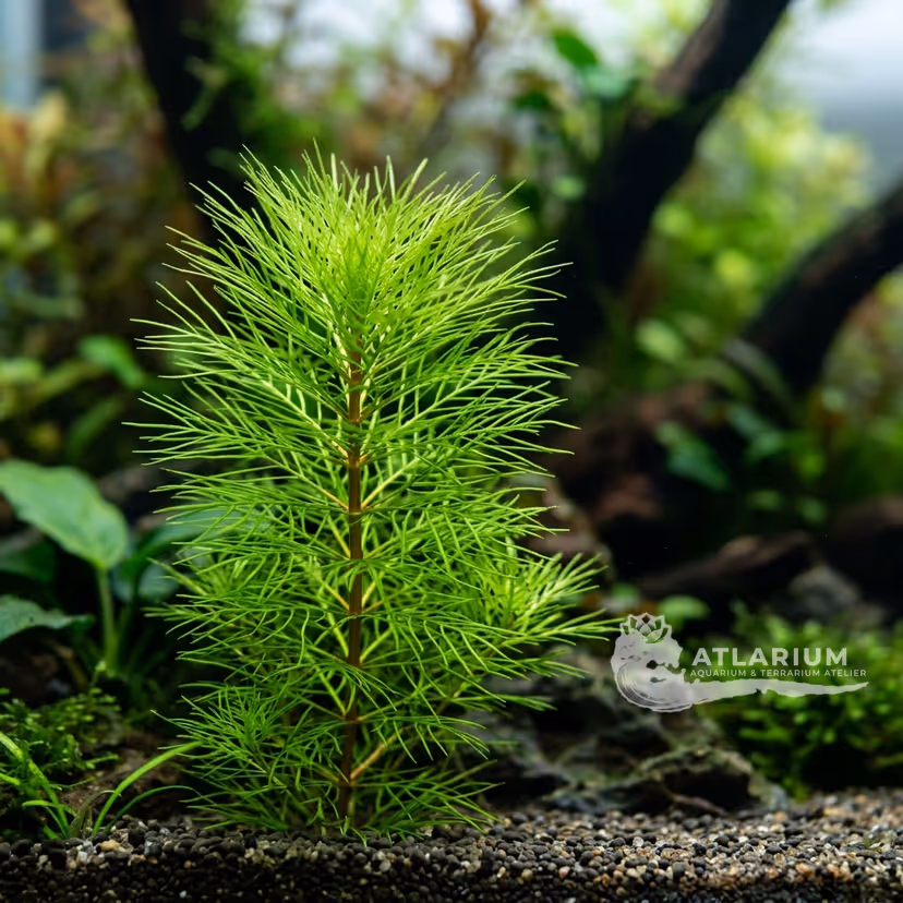 Hydrothrix gardneri (Hydrothrix gardneri)