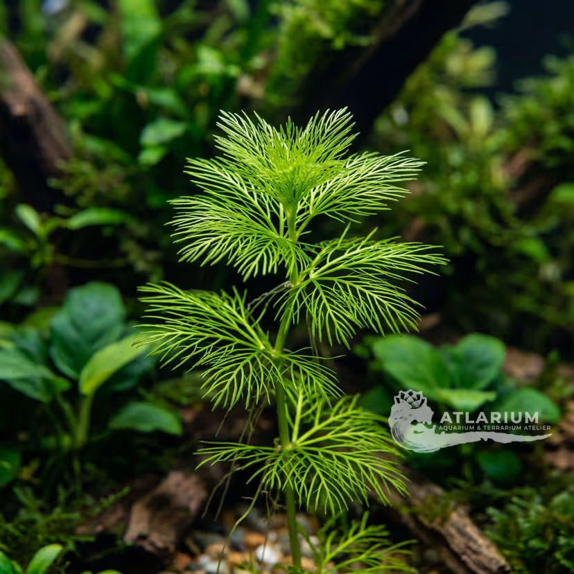 Hydrotriche hottoniiflora