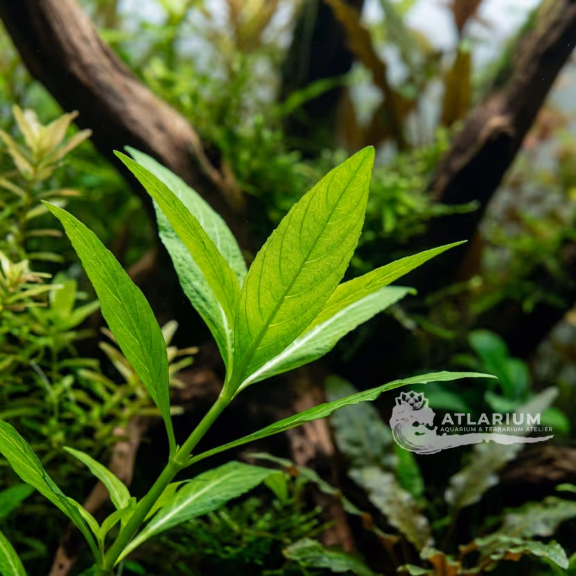 Hygrophila guianensis (Hygrophila guianensis)