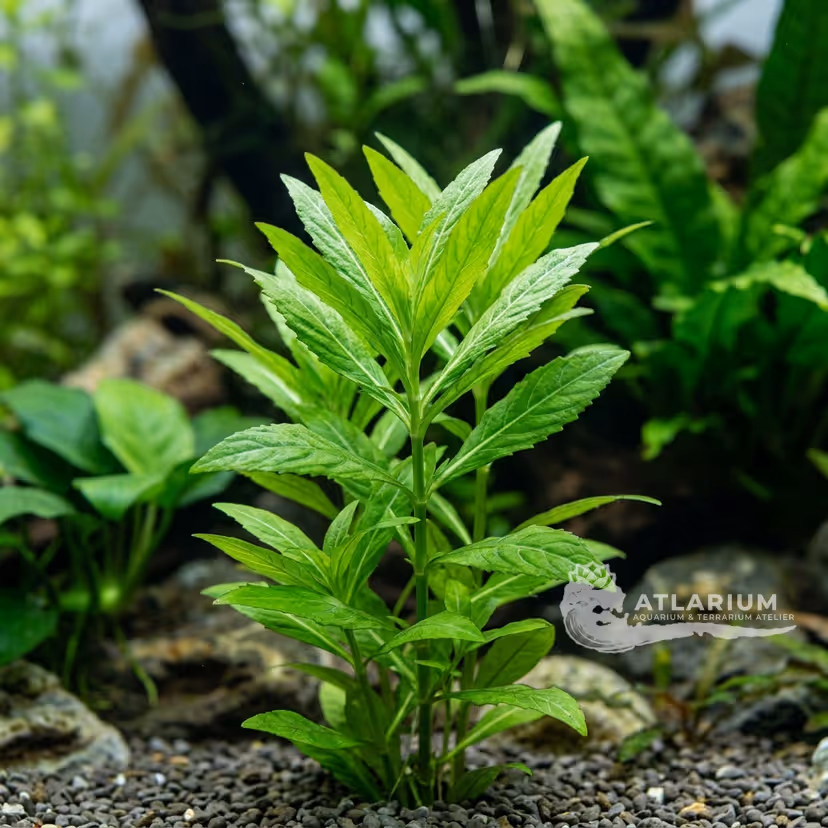 Hygrophila sp. ("aufrechte Staurogyne sp.")