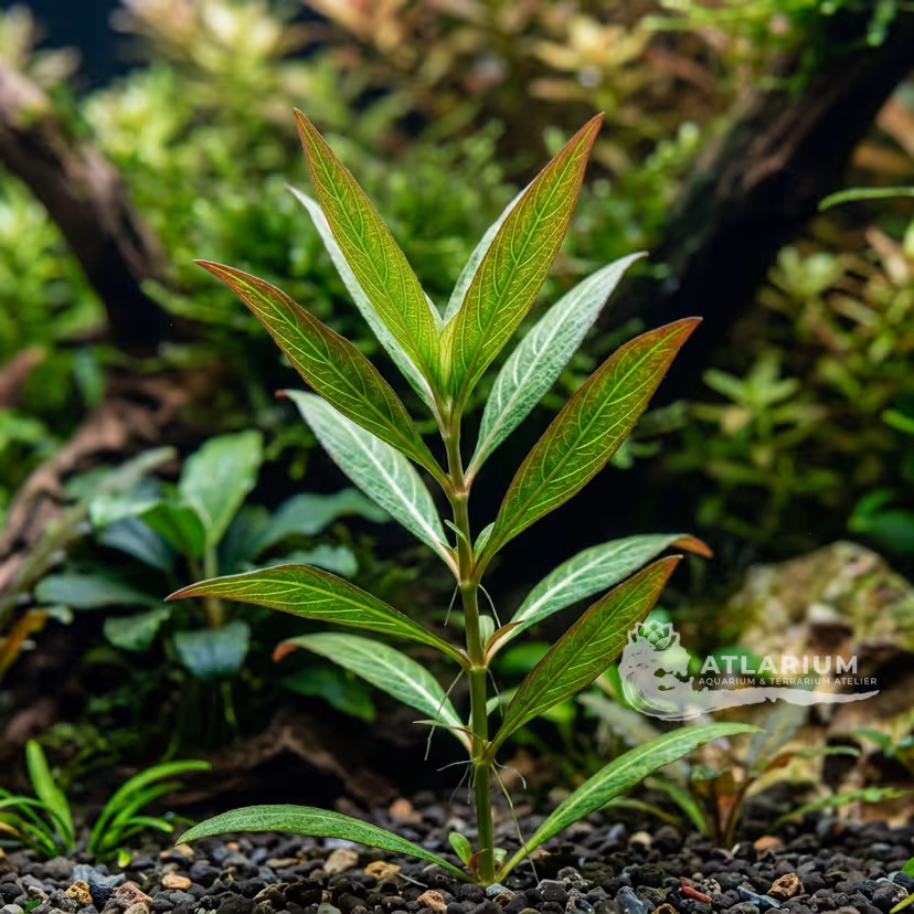 Hygrophila sp. 'Sarawak'