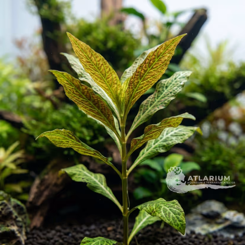 Hygrophila sp. 'Tiger' (Hygrophila sp. 'Tiger')