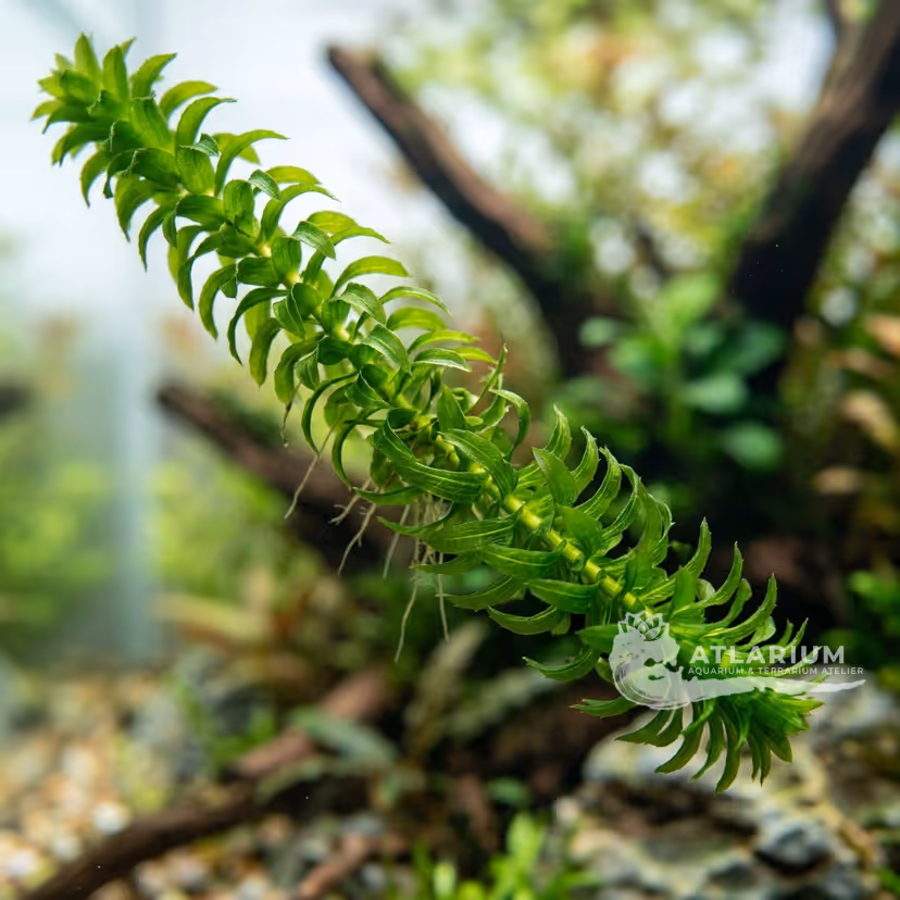 Elodea Rizada (Lagarosiphon major)