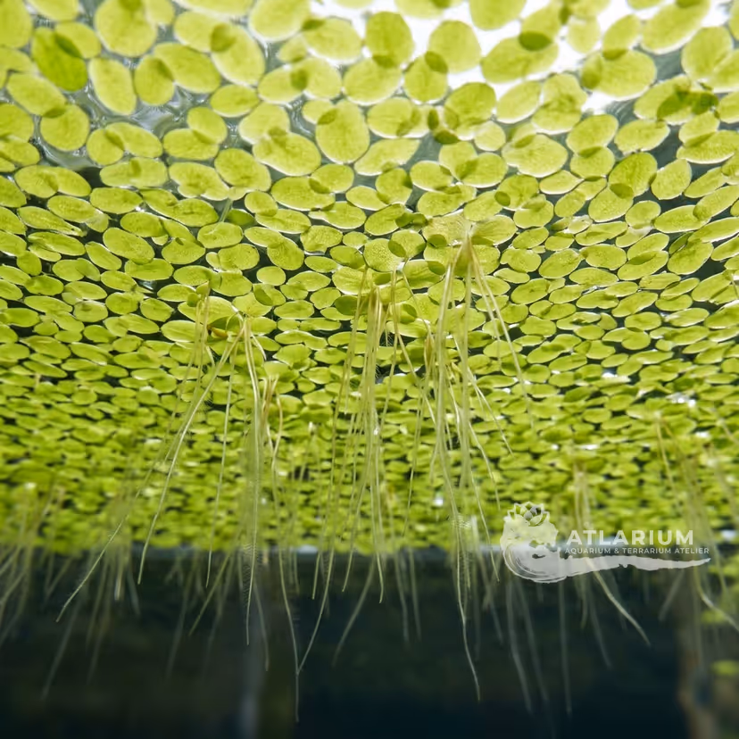 Duckweed (Lemna minor)