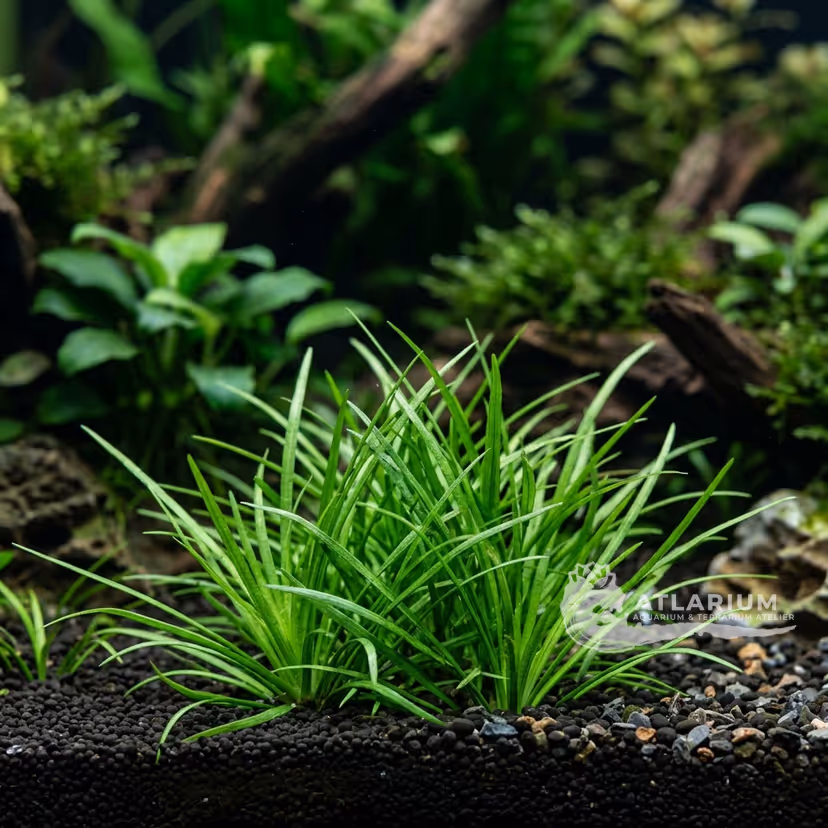Carolina Lilaeopsis (Lilaeopsis carolinensis) (Lilaeopsis carolinensis)