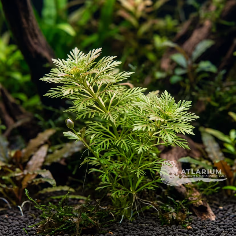 Limnophila aromática "Mini" (Limnophila aromatica "Mini")