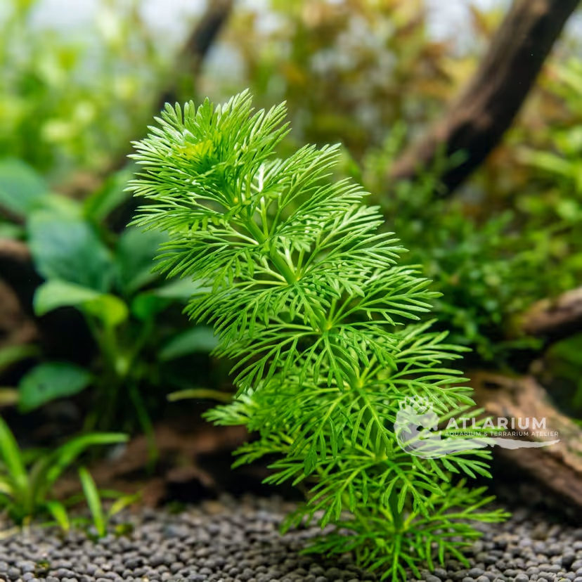 Limnophila punctata