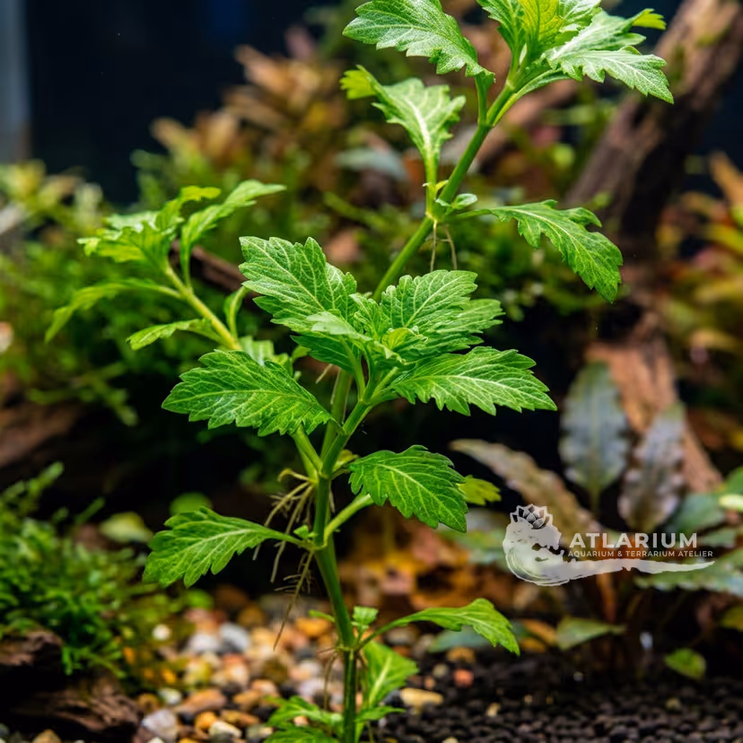 Limnophila rugosa