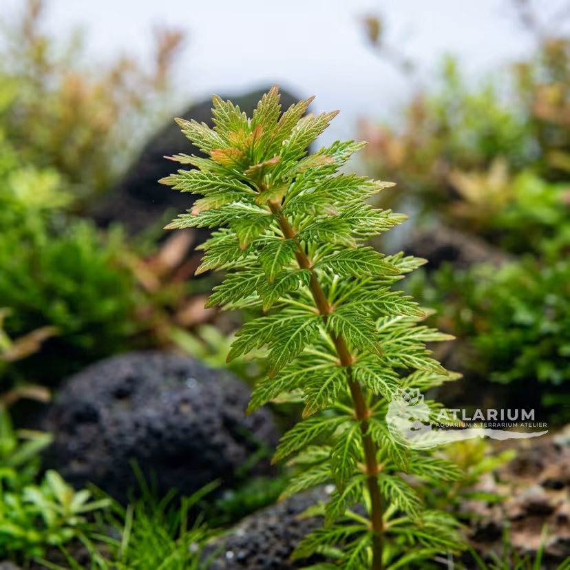 Limnophila sp. "Sulawesi"