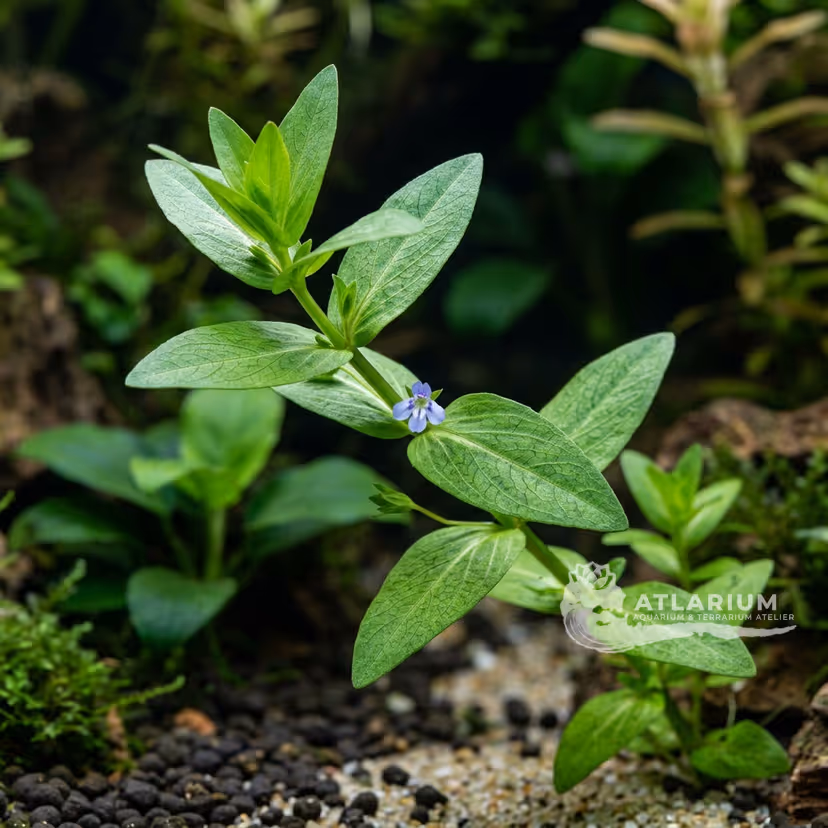 Lindernia anagallis (Lindernia anagallis)