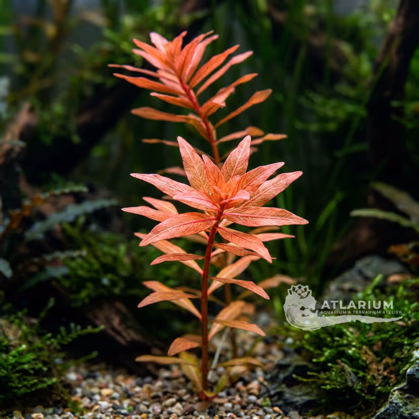 Ludwigia inclinata var. verticillata "Araguaia" (Ludwigia inclinata var. verticillata "Araguaia")