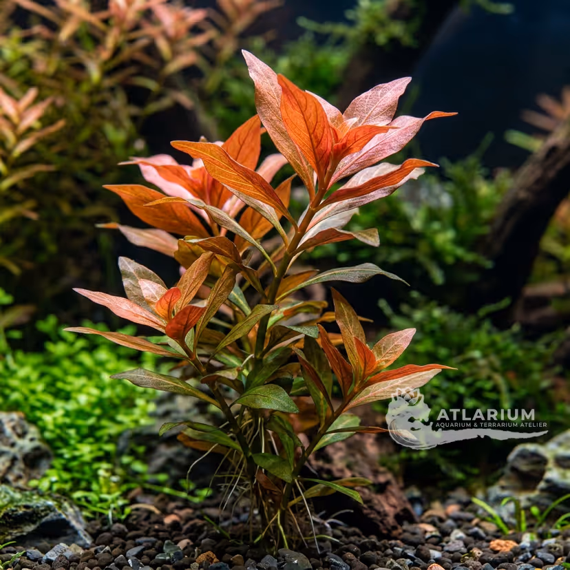 Ludwigia repens × arcuata