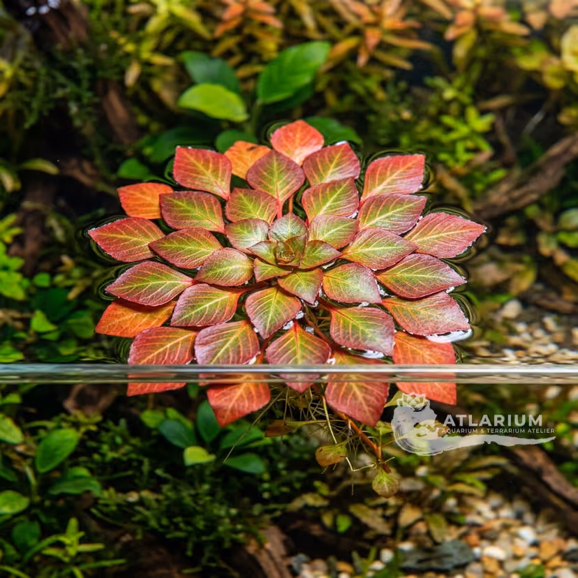 Ludwigia sedoides
