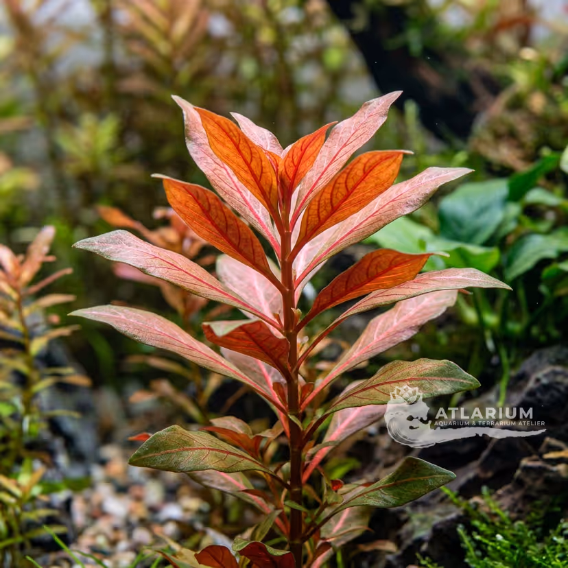 Ludwigia sp. 'Atlantis'
