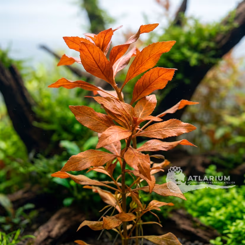 Ludwigia sp. 'Dark Orange'