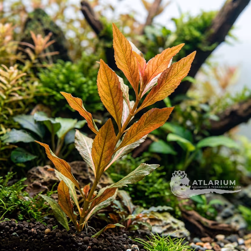 Ludwigia sp. "Guinea"