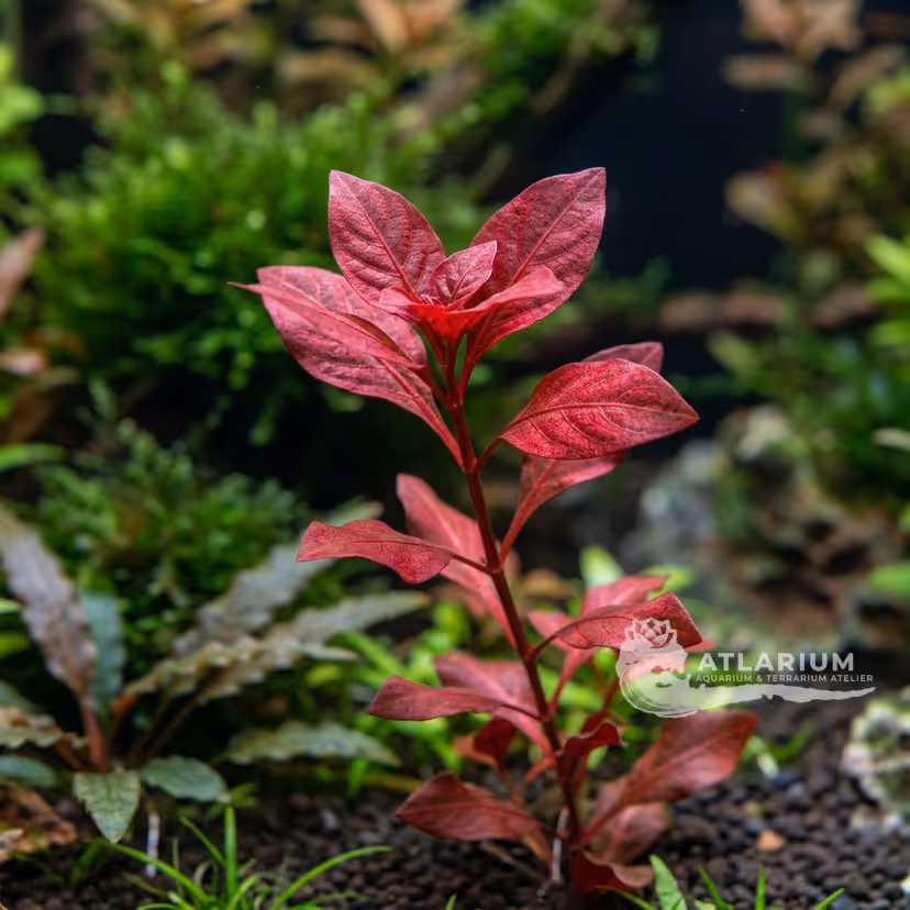 Ludwigia sp. 'Super Red'