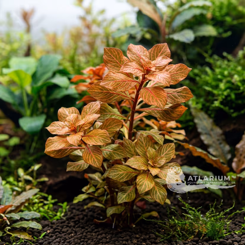 Ludwigia sphaerocarpa